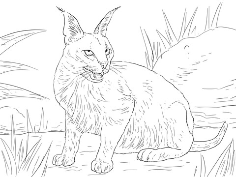 Caracal Desert Wild Cat Coloring Page